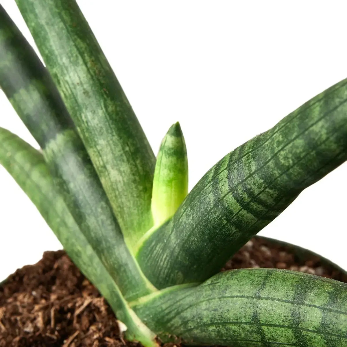 Snake Plant - Starfish - 3’’ Pot - House Plant Shop