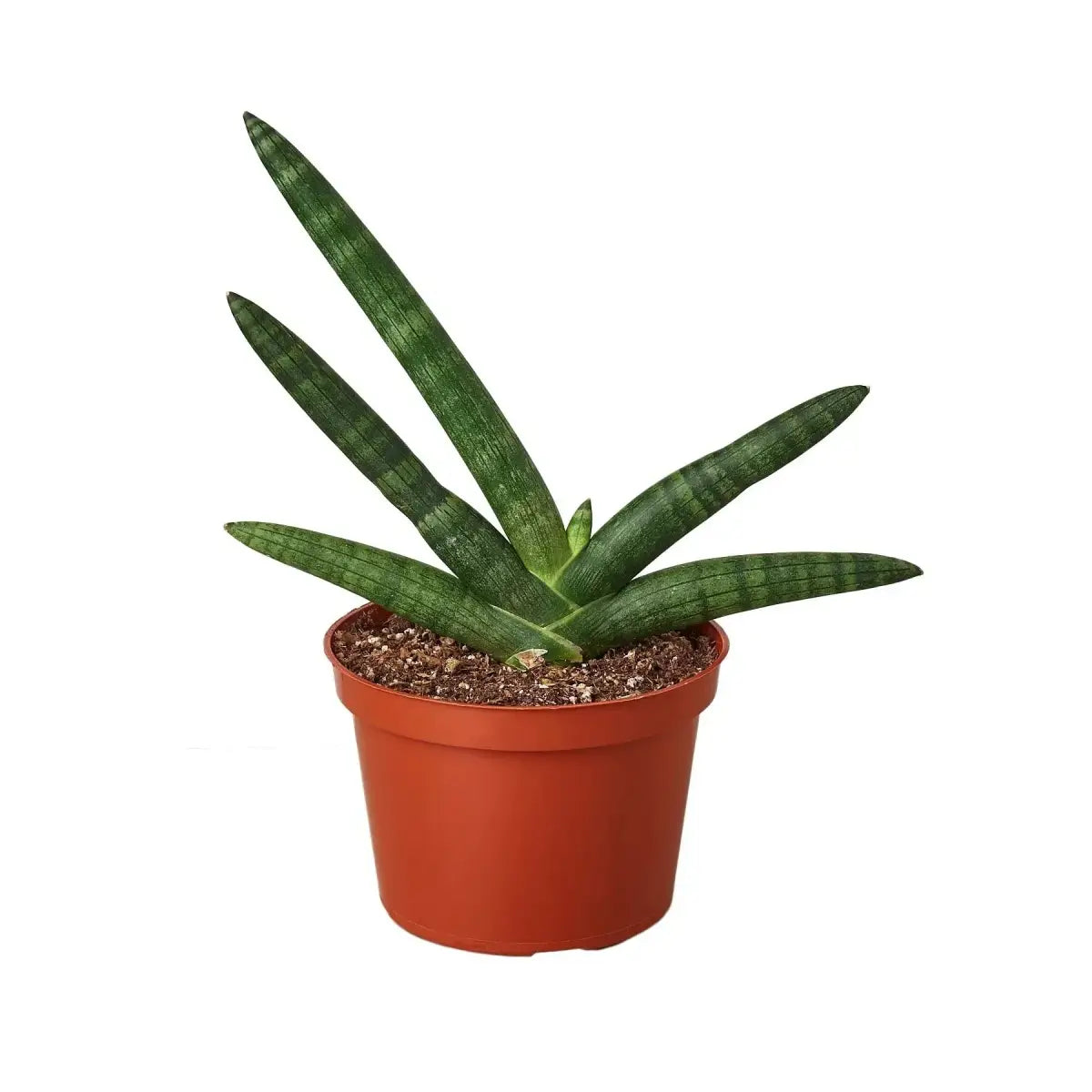 Snake Plant - Starfish - House Plant Shop