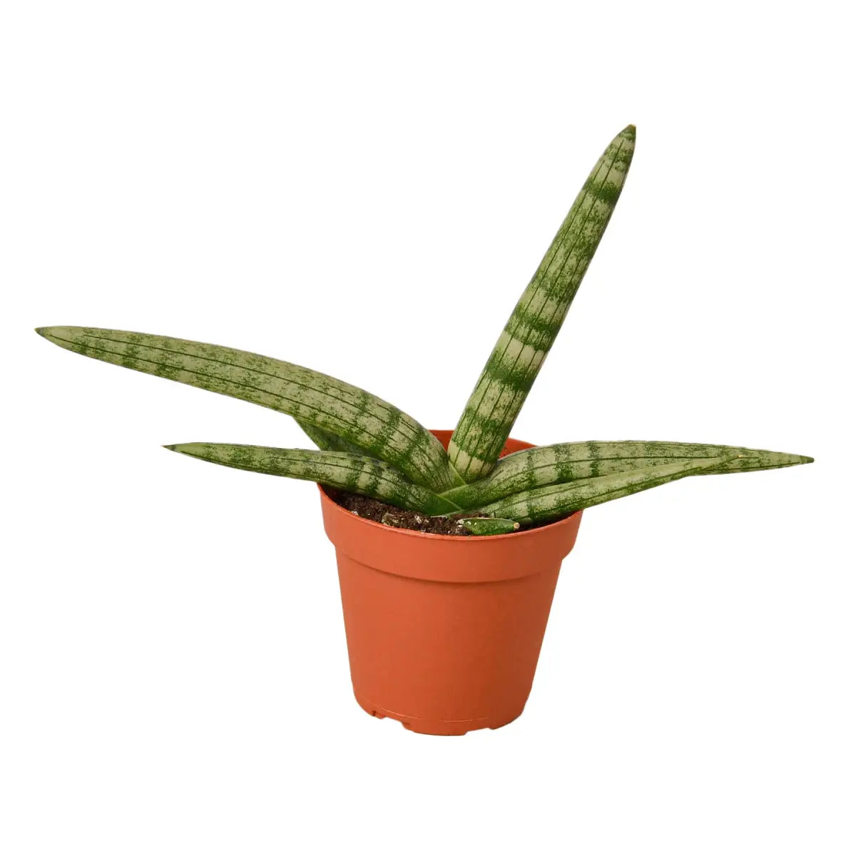 Snake Plant - Starfish - House Plant Shop