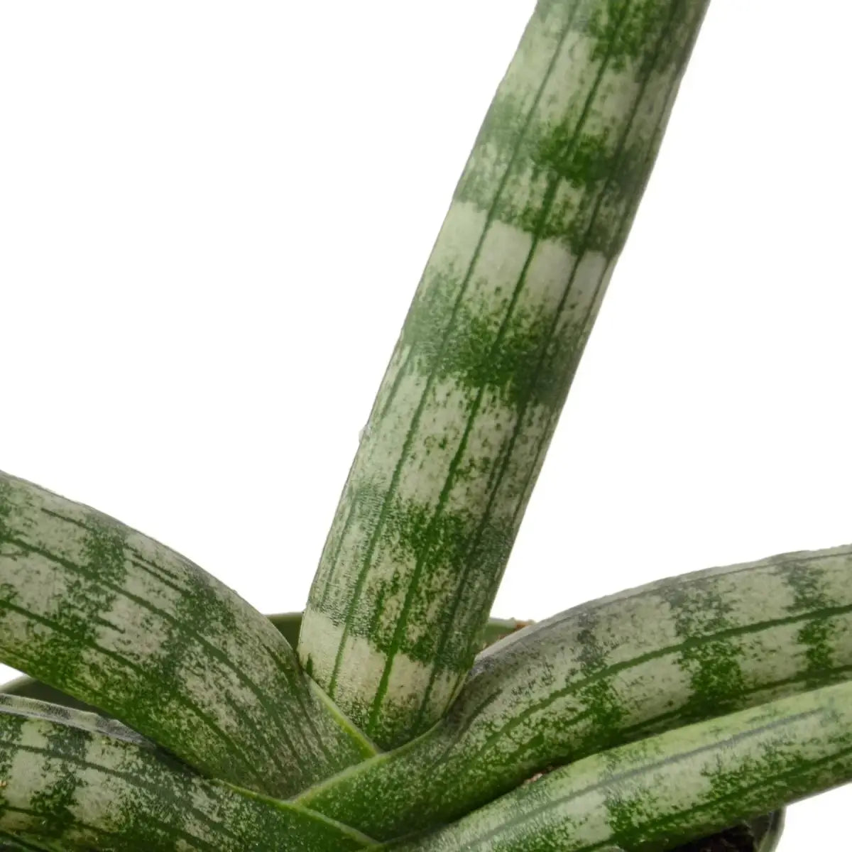 Snake Plant - Starfish - House Plant Shop