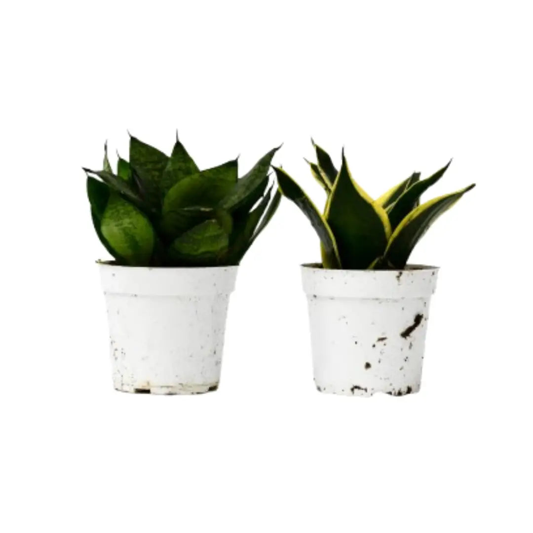 Snake Plants - Variety Pack of 2 - 4’’ Pots - 2 Pack - House Plant Shop