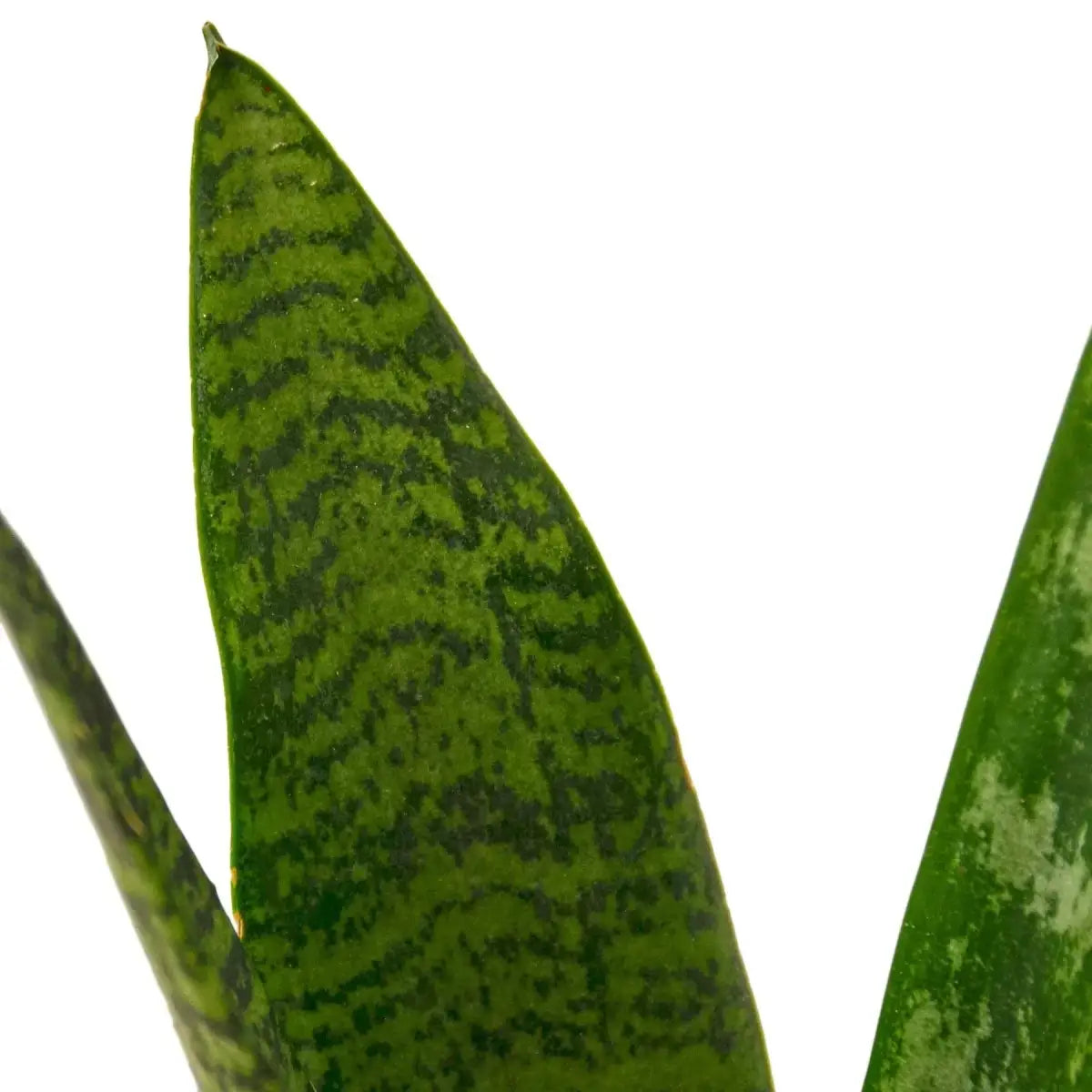 Snake Plant ’Zeylanica’ - House Plant Shop