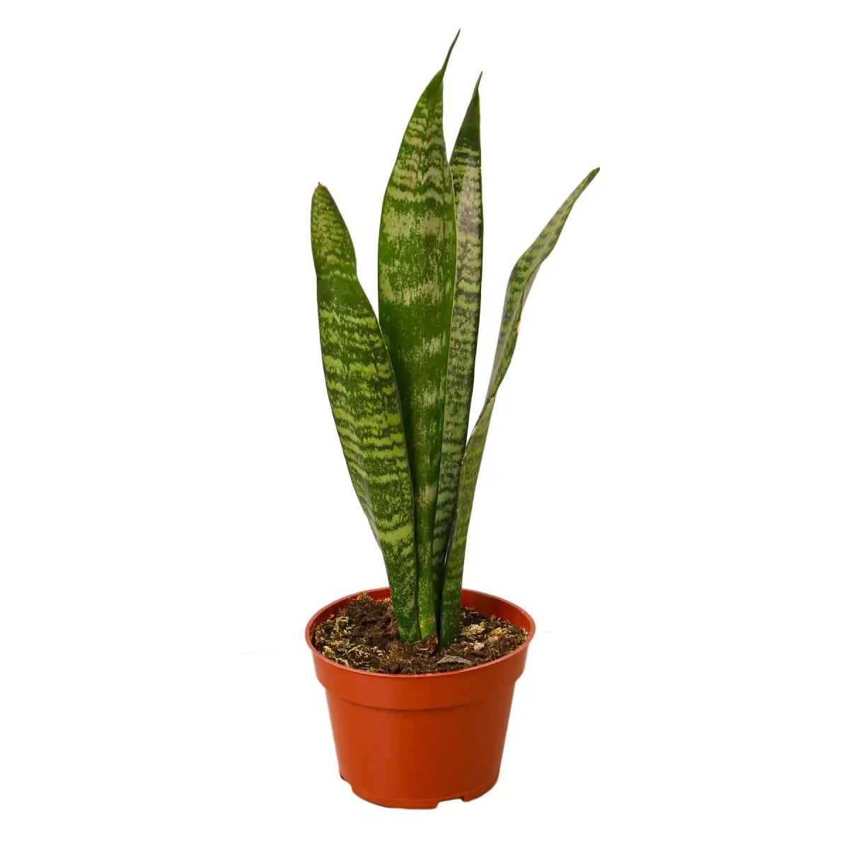 Snake Plant ’Zeylanica’ - House Plant Shop