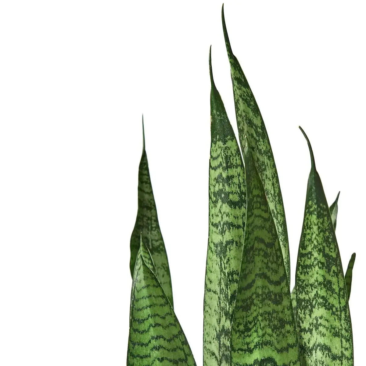 Snake Plant ’Zeylanica’ - 3’’ Pot / Nursery Pot - House Plant Shop