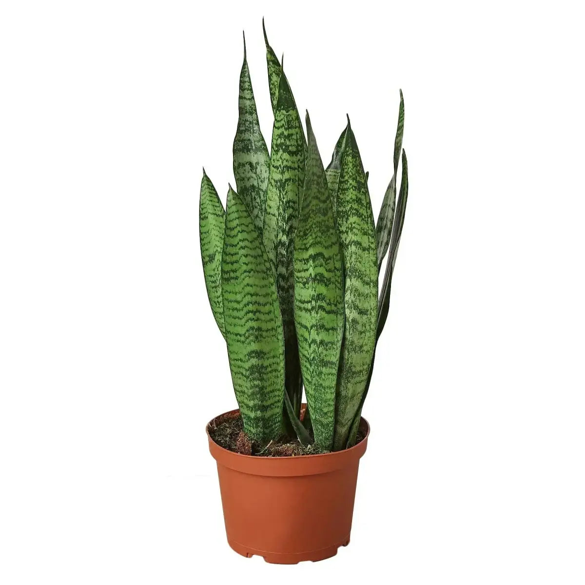 Snake Plant ’Zeylanica’ - House Plant Shop