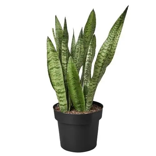Snake Plant ’Zeylanica’ - House Plant Shop