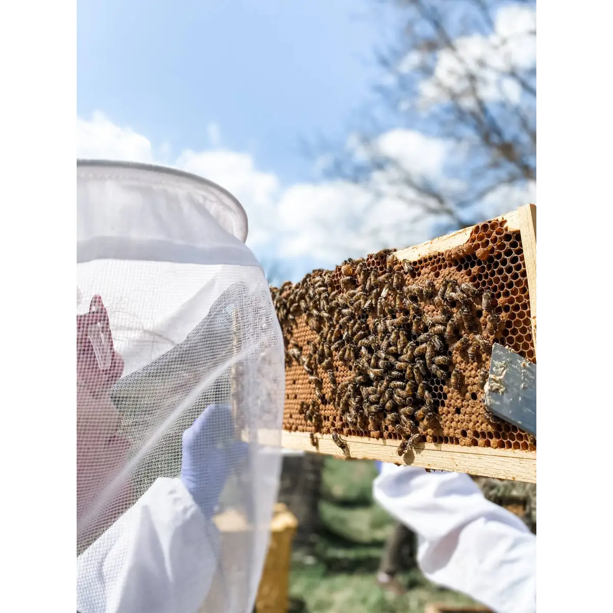 Solid Cologne - Monarch - Handmade with Beeswax - Messner Bee Farm