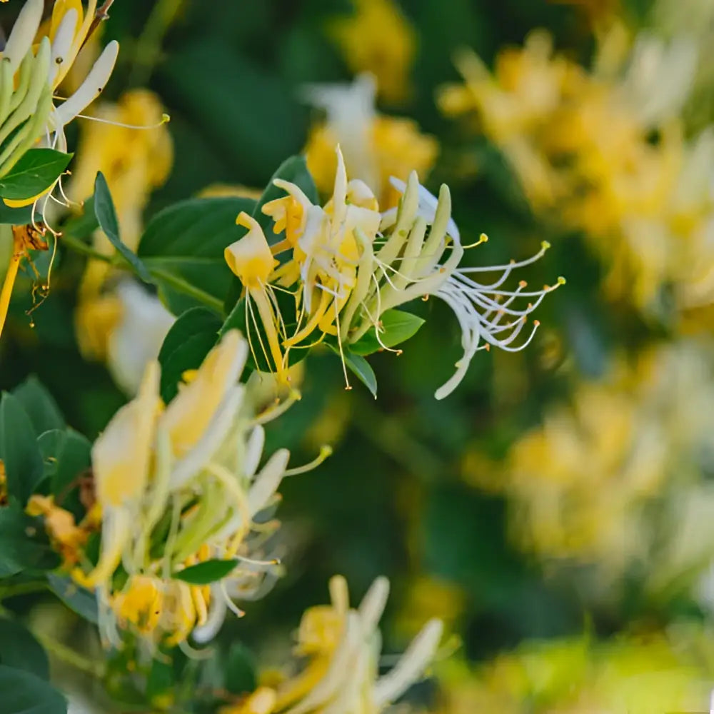 Solid Perfume - Honeysuckle - Handmade with Beeswax - Messner Bee Farm