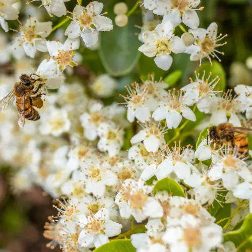 Solid Perfume - Jasmine Nectar - Handmade with Beeswax - Messner Bee Farm