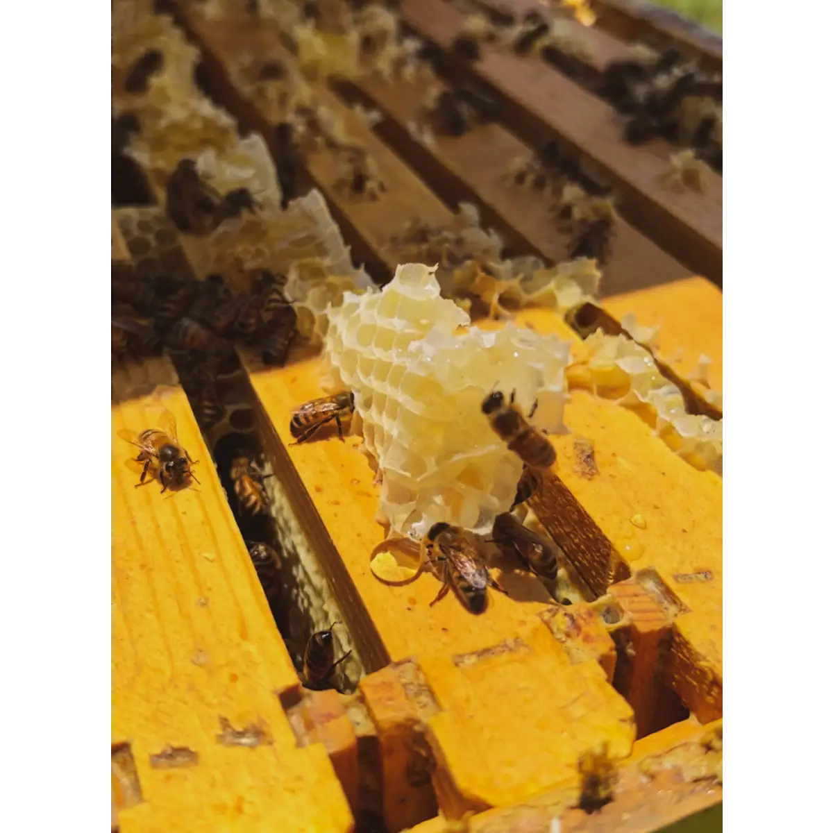 Solid Perfume - Stardust Glitter - Handmade with Beeswax - Messner Bee Farm