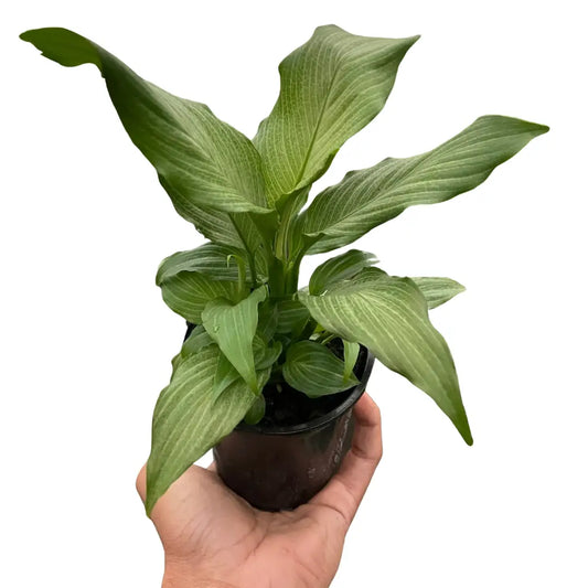 Spathiphyllum Plant - ’Platinum Mist’ - 4’’ Pot - House Plant Shop