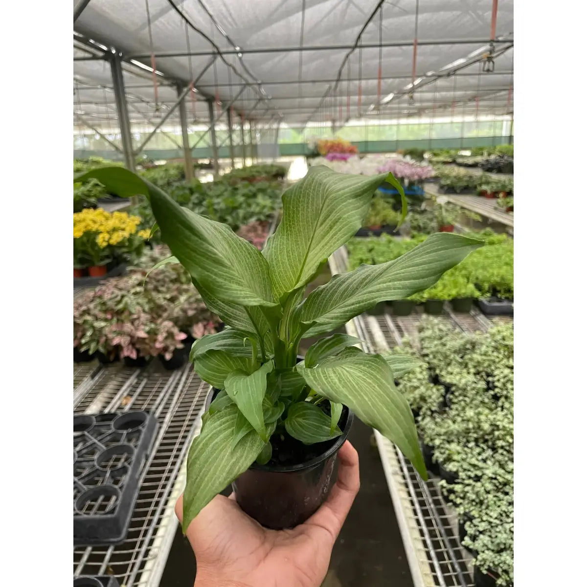 Spathiphyllum Plant - ’Platinum Mist’ - 4’’ Pot - House Plant Shop