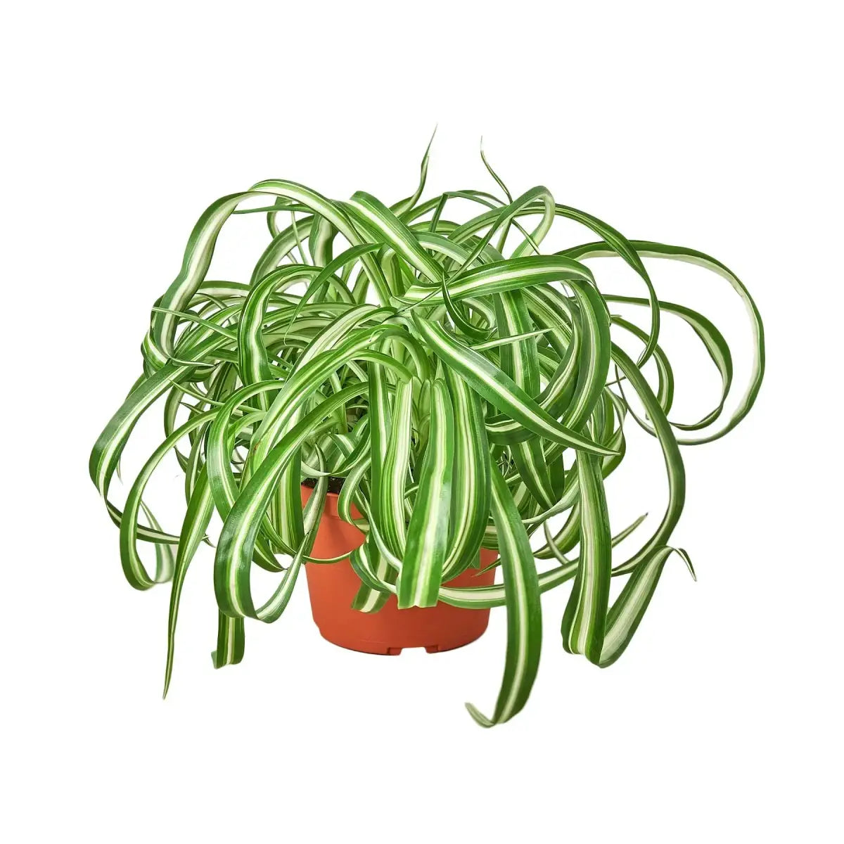 Spider Plant - ’Bonnie’ - House Plant Shop