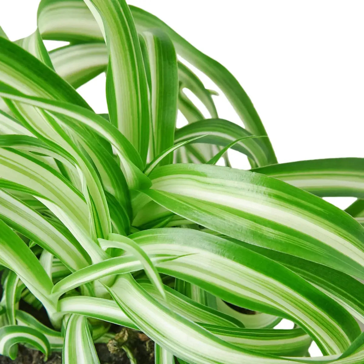 Spider Plant - ’Bonnie’ - 3’’ Pot / Nursery Pot - House Plant Shop