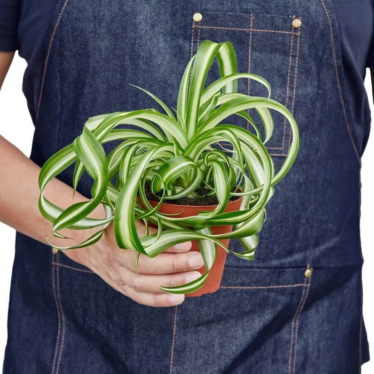 Spider Plant - ’Bonnie’ - House Plant Shop