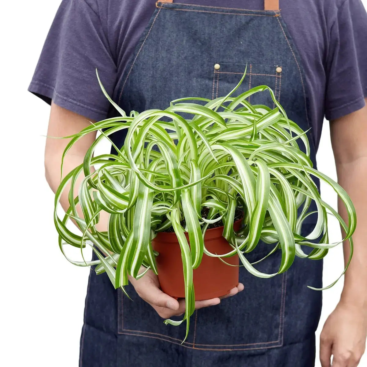 Spider Plant - ’Bonnie’ - House Plant Shop