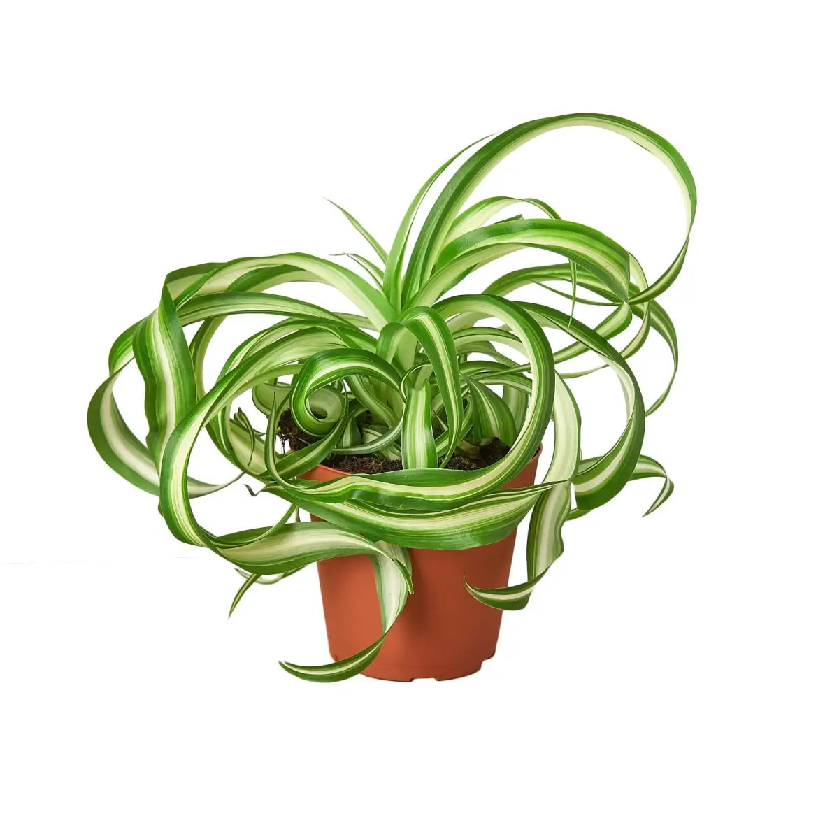 Spider Plant - ’Bonnie’ - House Plant Shop