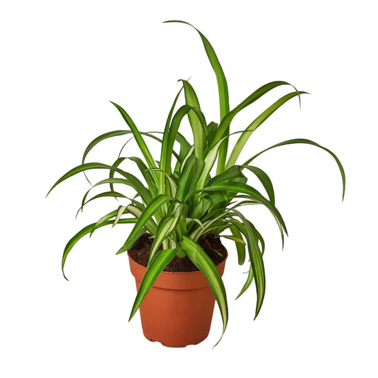 Spider Plant - Hawaiian - House Plant Shop