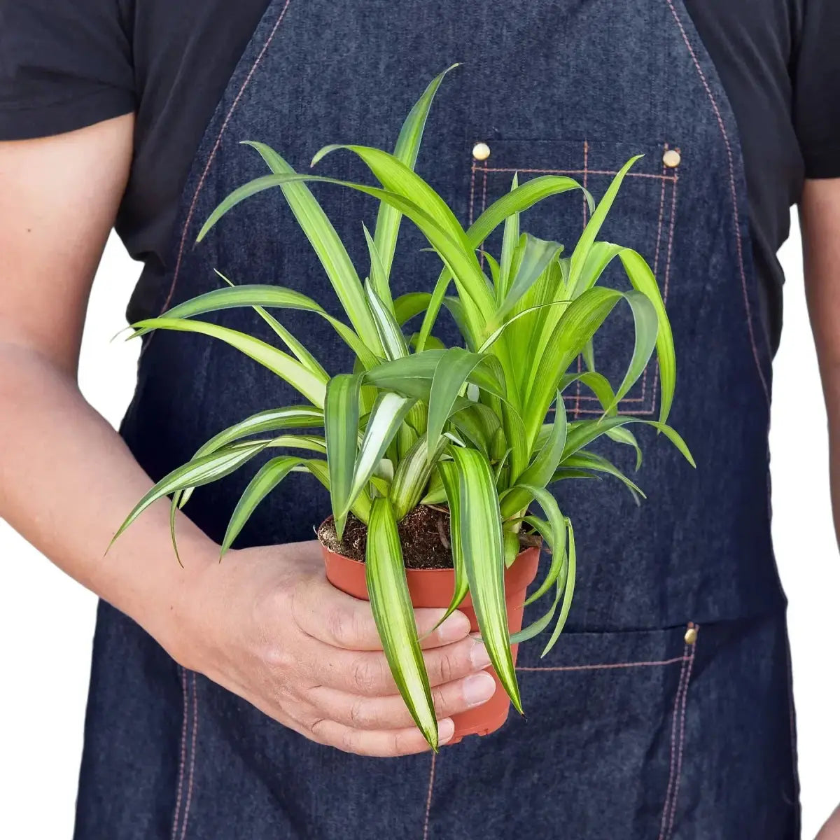 Spider Plant - Hawaiian - House Plant Shop