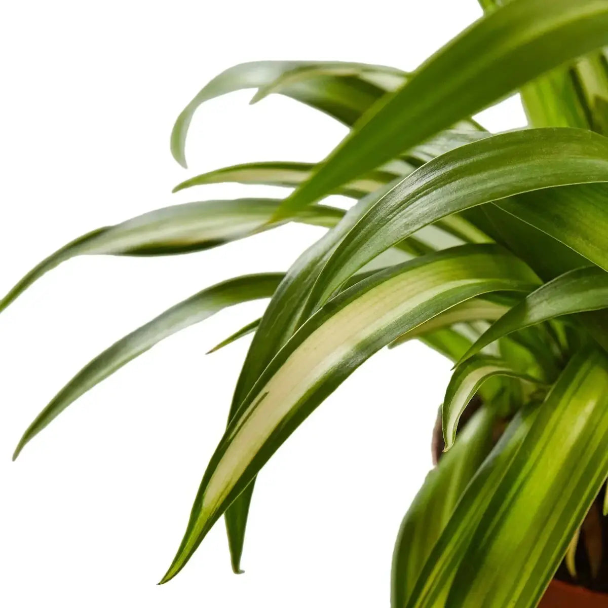 Spider Plant - Hawaiian - 4’’ Pot - House Plant Shop