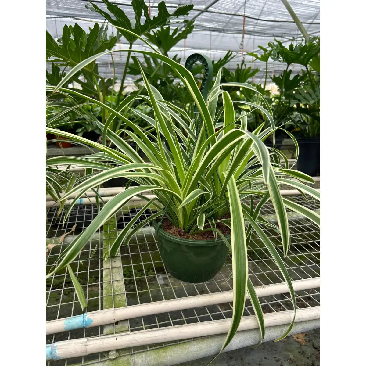 Spider Plant - Reverse - House Plant Shop