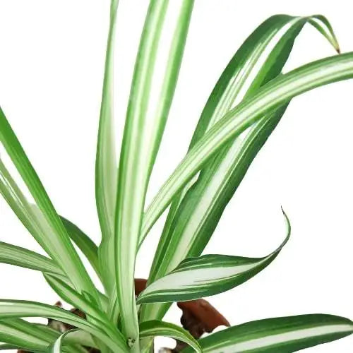 Spider Plant - Reverse - 3’’ Pot / Nursery Pot - House Plant Shop