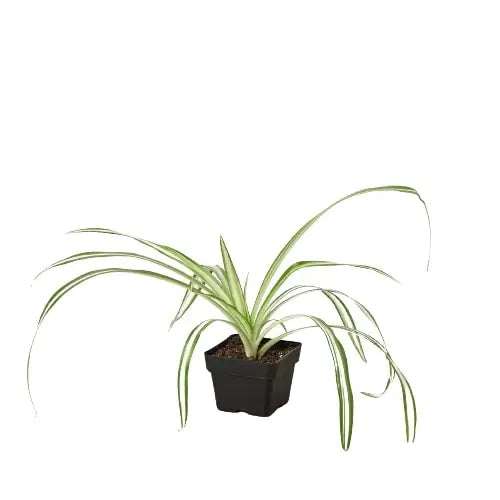 Spider Plant - Reverse - House Plant Shop