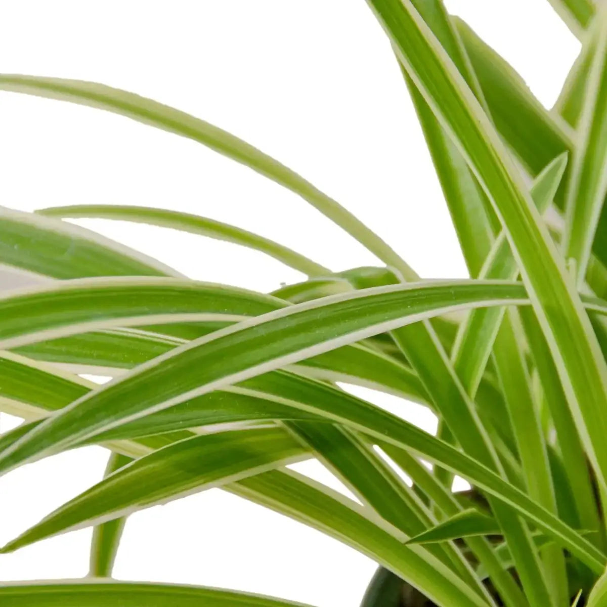 Spider Plant - Reverse - House Plant Shop