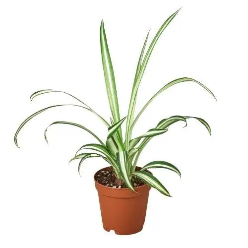 Spider Plant - Reverse - House Plant Shop