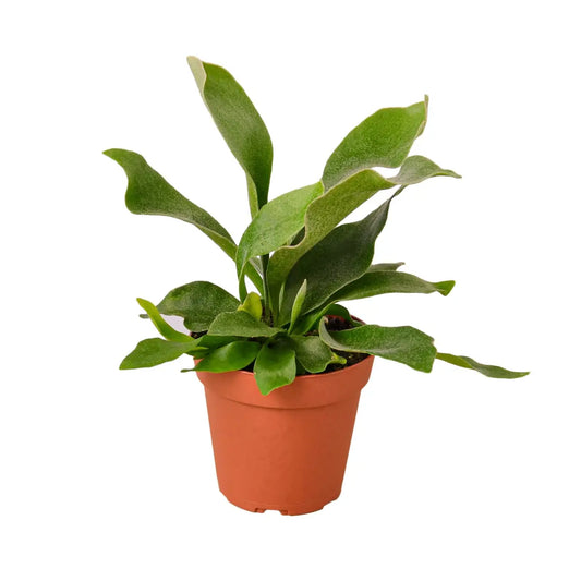 Staghorn Fern Plant - House Plant Shop