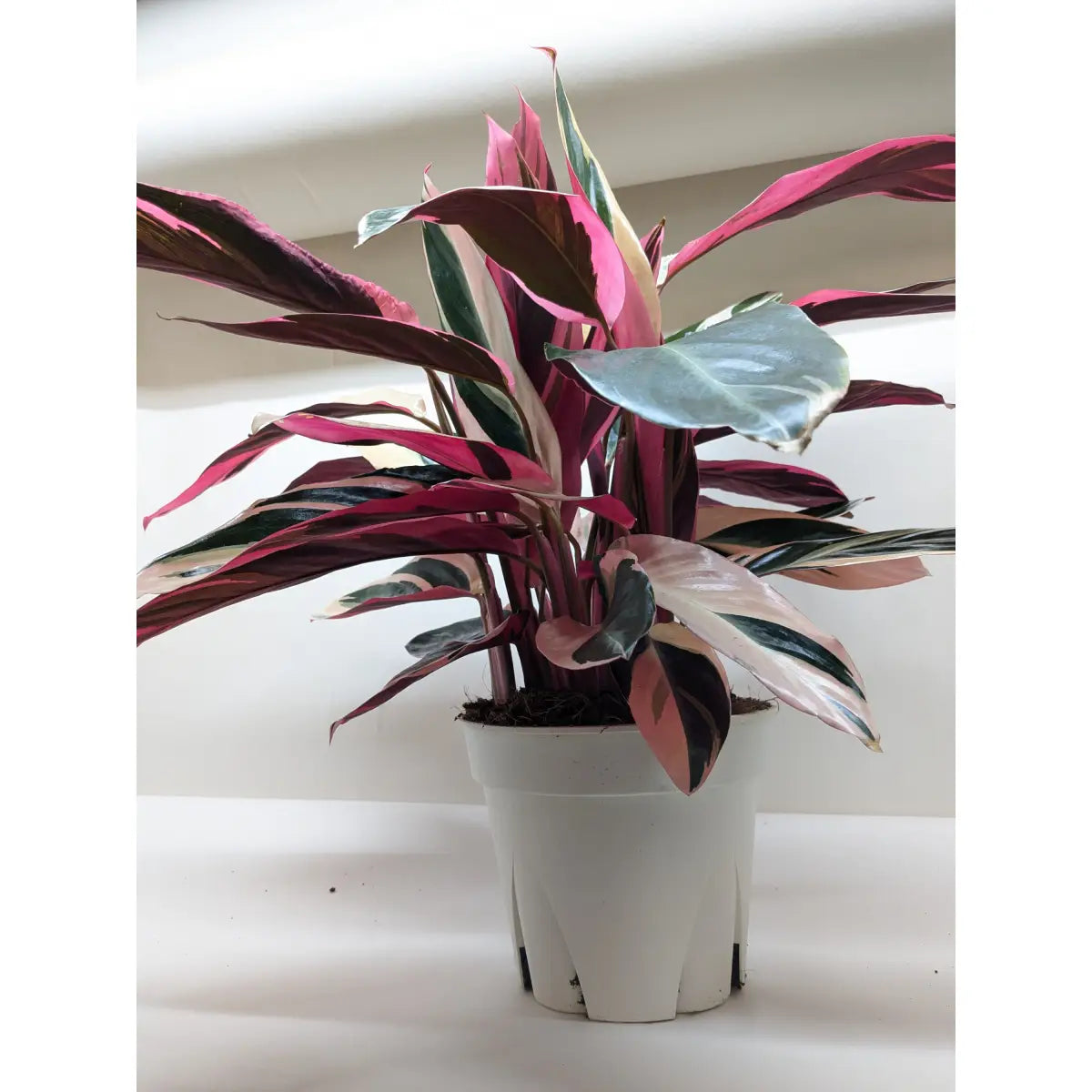 Stromanthe Triostar Plant - House Plant Shop
