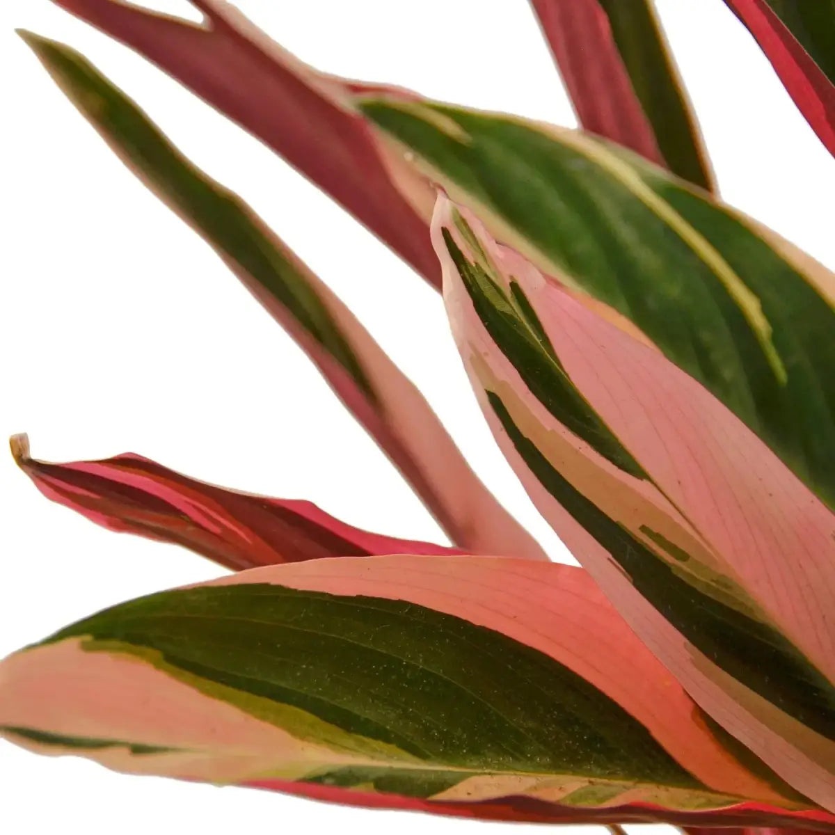 Stromanthe Triostar Plant - 4’’ Pot - House Plant Shop