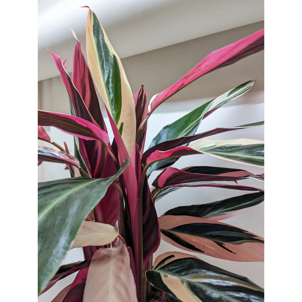 Stromanthe Triostar Plant - House Plant Shop