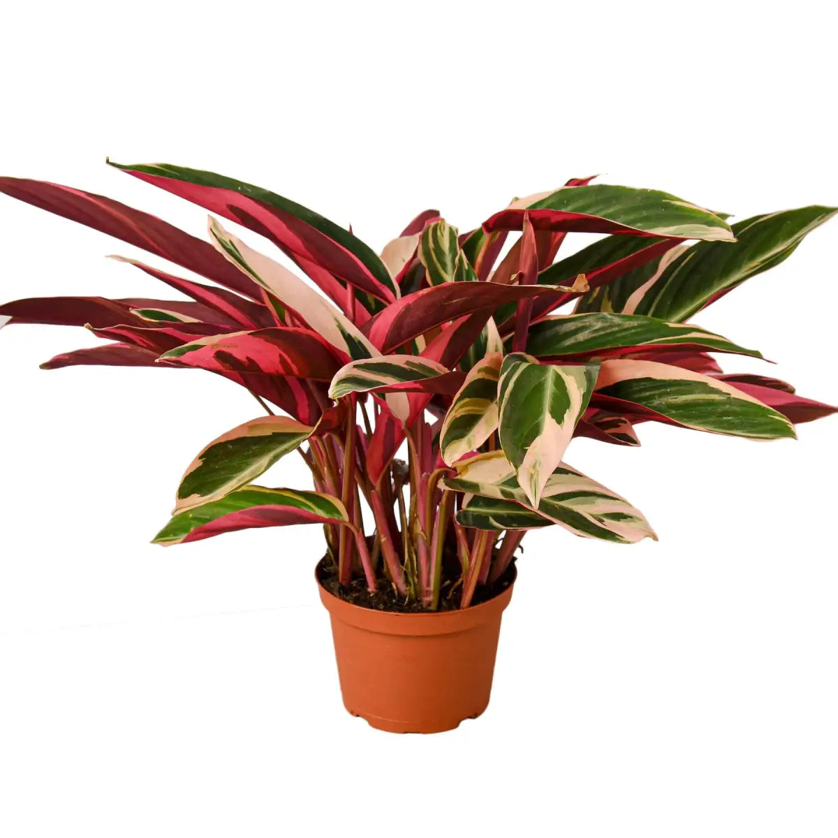 Stromanthe Triostar Plant - House Plant Shop