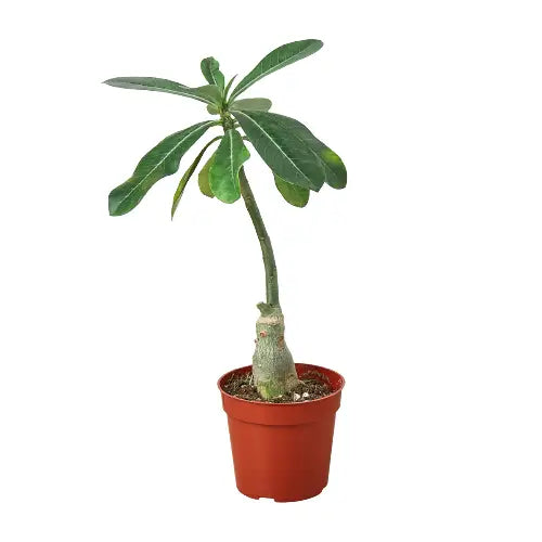 Succulent Adenium Obesum ’Desert Rose’ - House Plant Shop