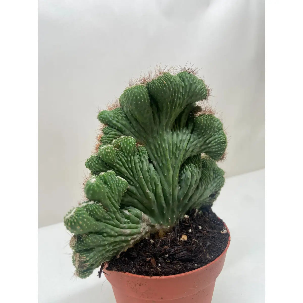 Succulent Plant - Cereus Coral Green - House Plant Shop