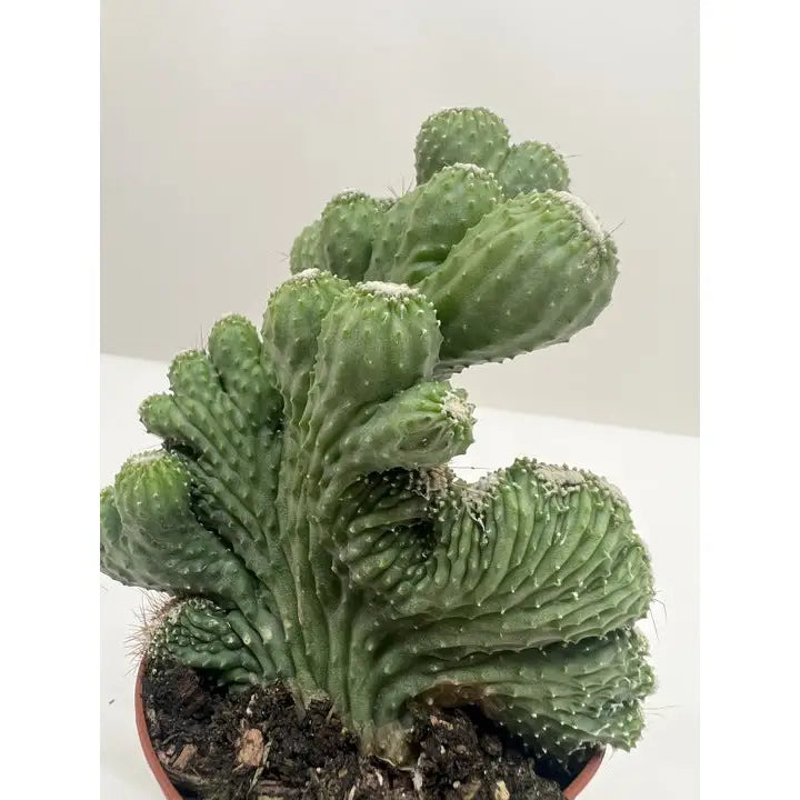 Succulent Plant - Cereus Coral Green - House Plant Shop