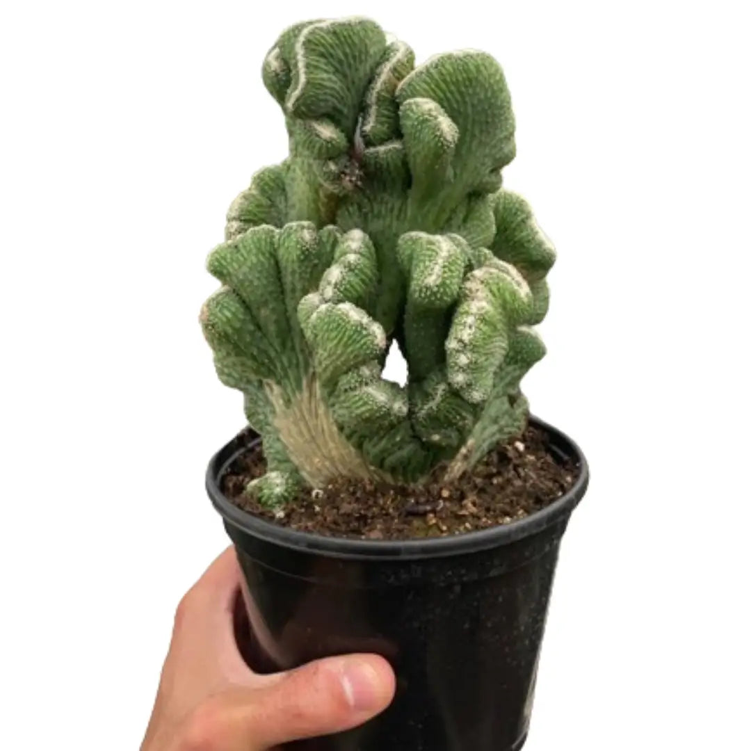 Succulent Plant - Cereus Coral Green - 3’’ Pot - House Plant Shop