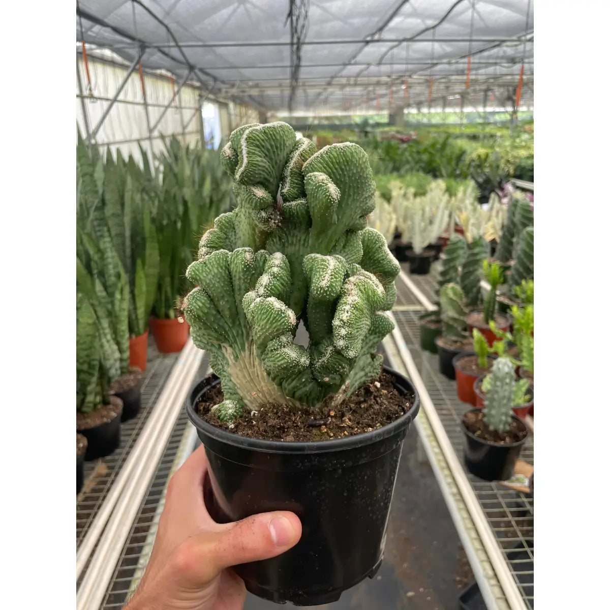 Succulent Plant - Cereus Coral Green - House Plant Shop