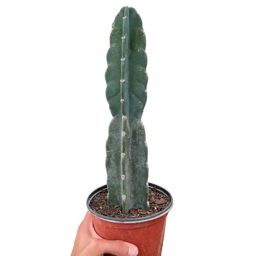 Succulent Plant - Cereus Cuddly Cactus - 6’’ Pot - House Plant Shop