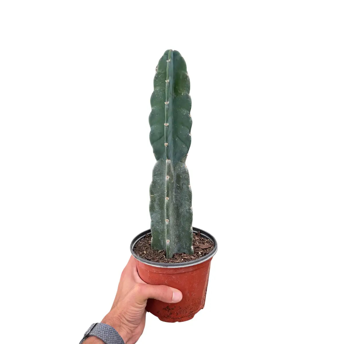 Succulent Plant - Cereus Cuddly Cactus - 6’’ Pot - House Plant Shop