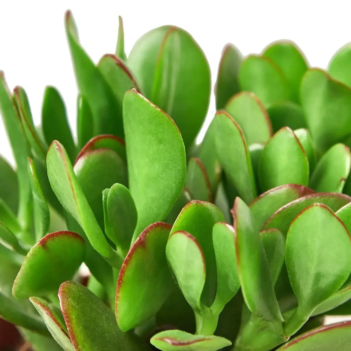 Jade Plant - Succulent Crassula - House Plant Shop