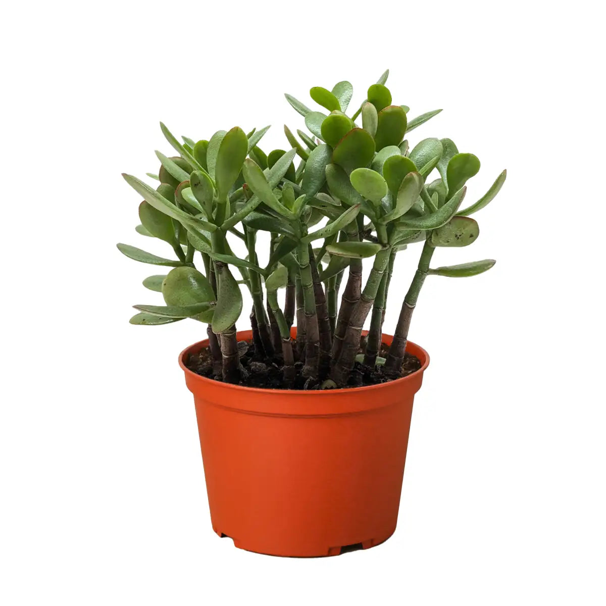 Jade Plant - Succulent Crassula - House Plant Shop