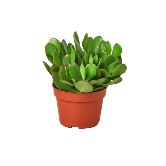 Jade Plant - Succulent Crassula - House Plant Shop