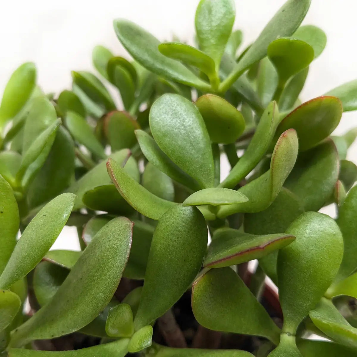Jade Plant - Succulent Crassula - 3’’ Pot - House Plant Shop