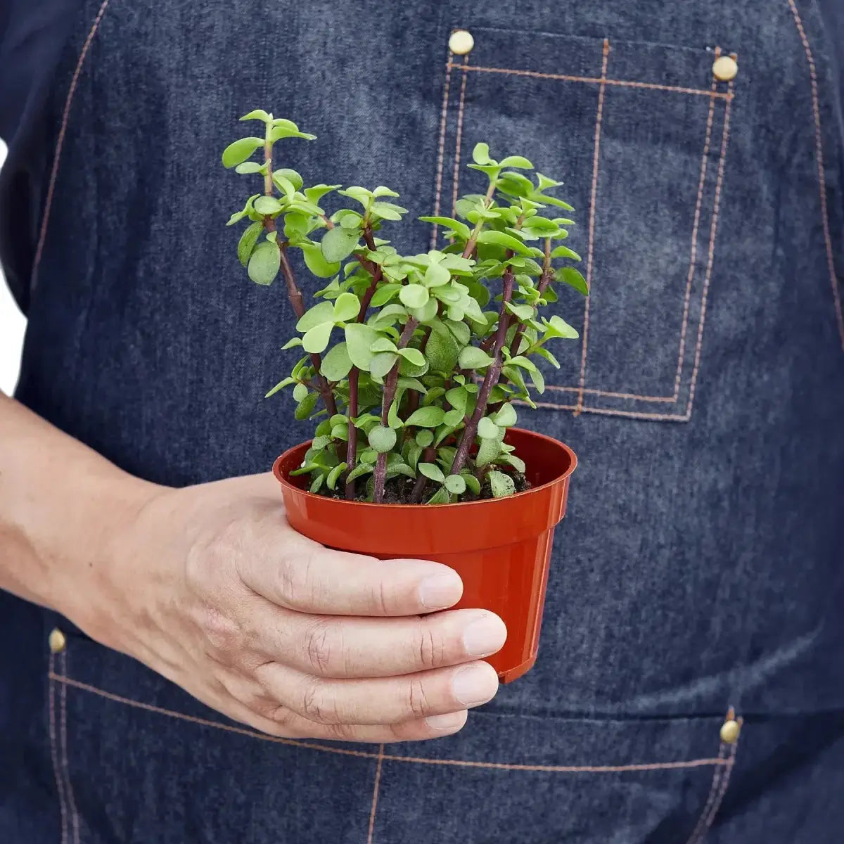 Succulent ’Elephant Bush’ Plant - House Plant Shop
