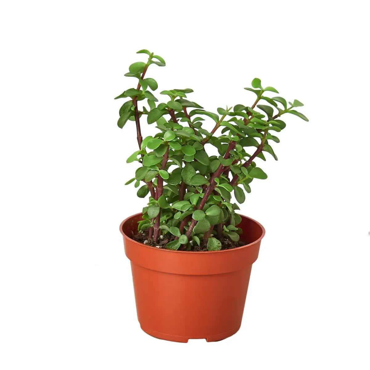 Succulent ’Elephant Bush’ Plant - House Plant Shop