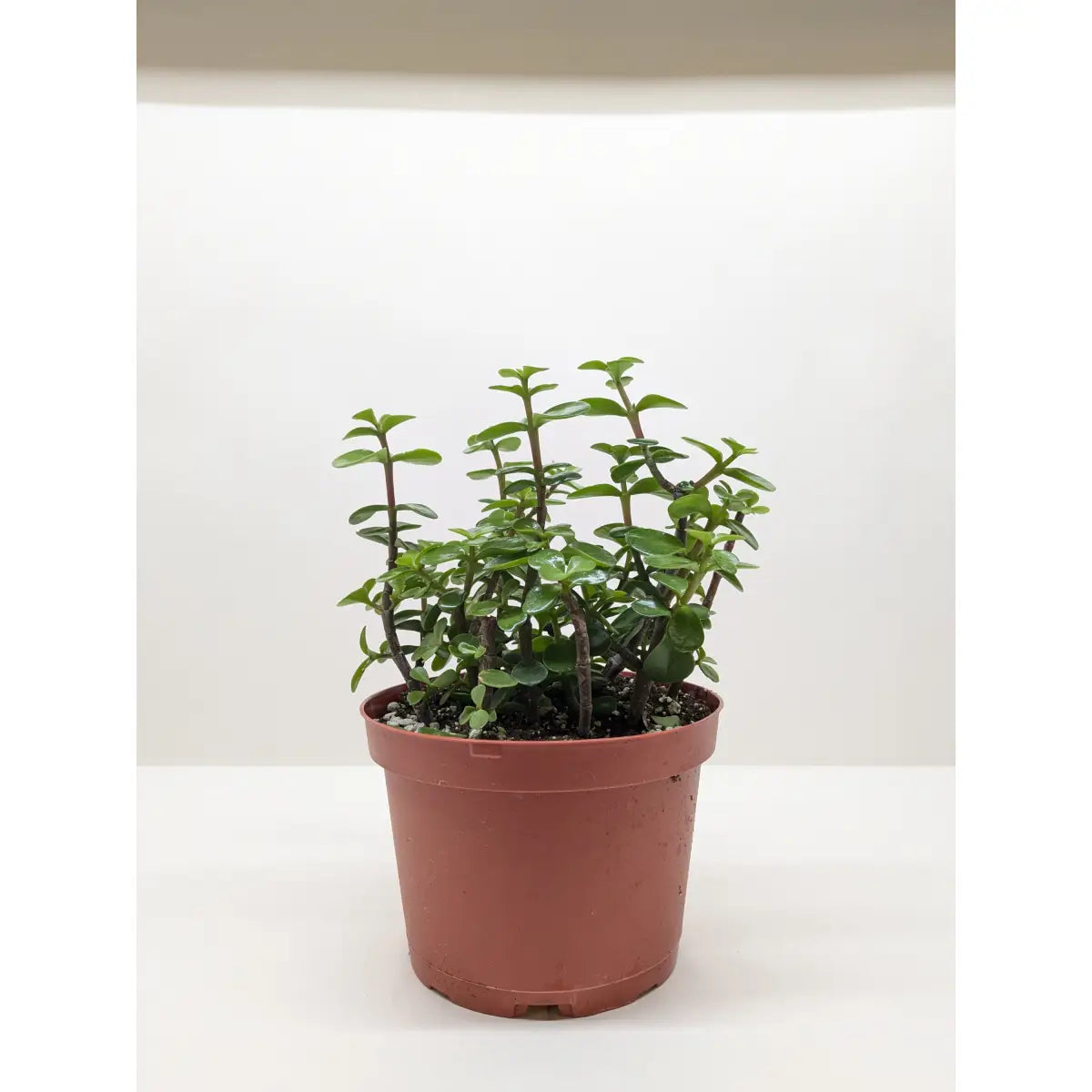 Succulent ’Elephant Bush’ Plant - House Plant Shop