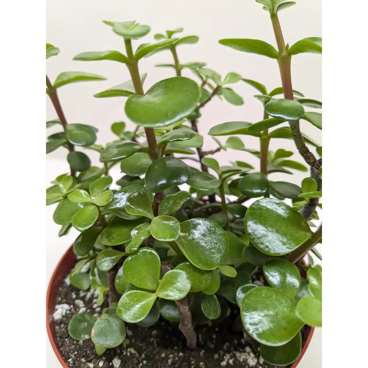 Succulent ’Elephant Bush’ Plant - House Plant Shop