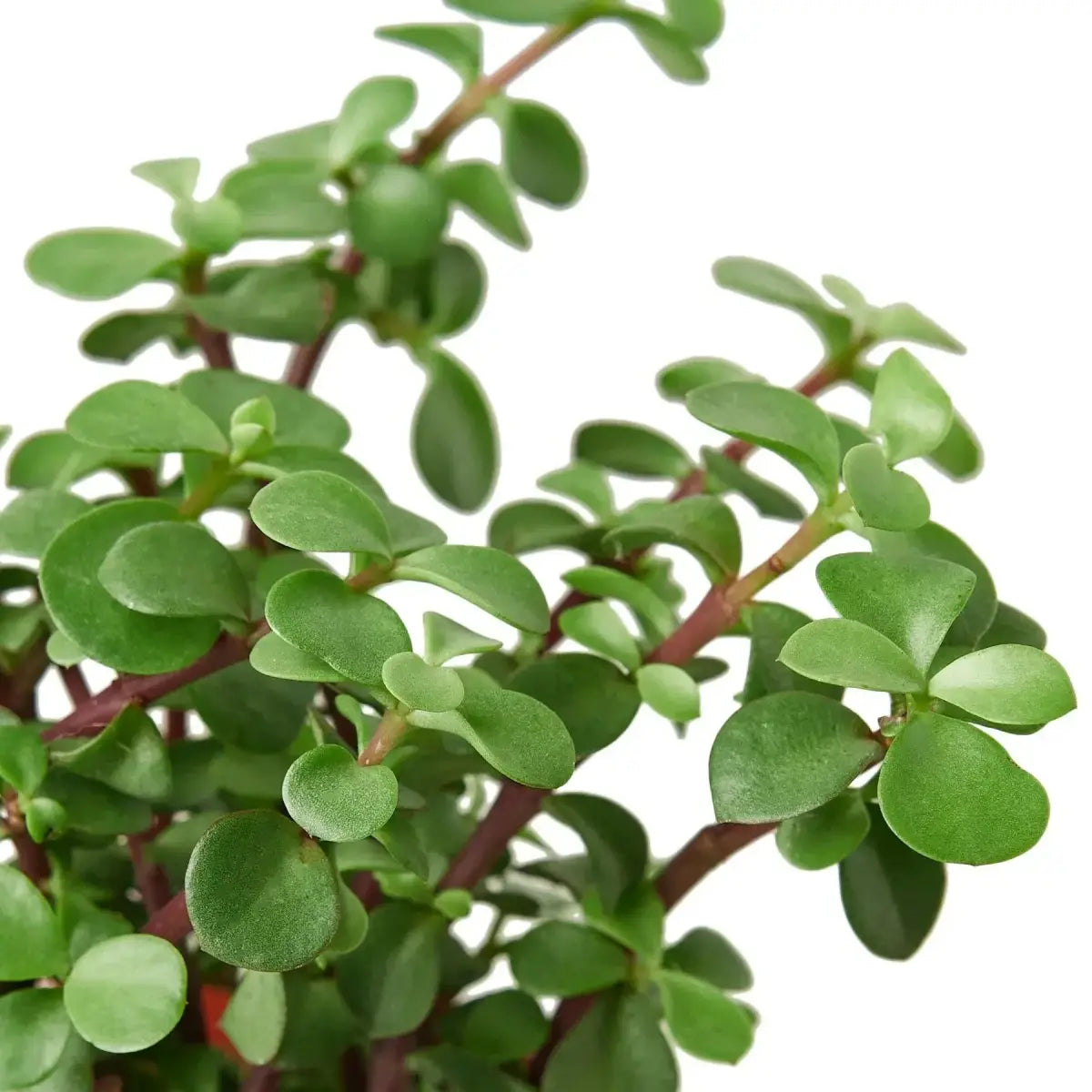 Succulent ’Elephant Bush’ Plant - 4’’ Pot - House Plant Shop